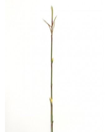 Bambú plástico d.0,5cm c/brote 100 cm amarillo verde