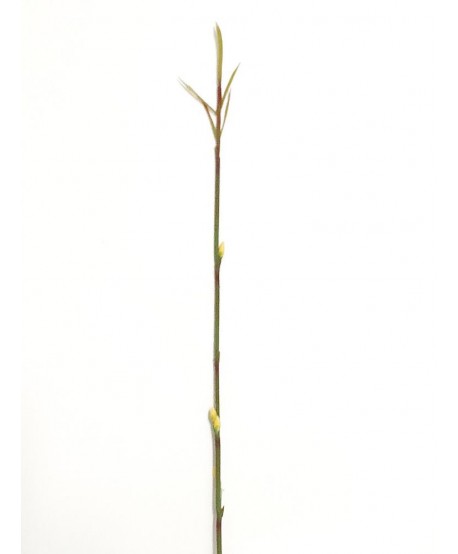 Bambú plástico d.0,5cm c/brote 100cm amarillo verde