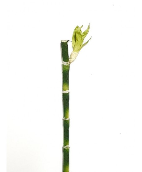 Bambú plástico d.1,2cm alambrada c/brote 110cm