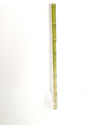 Bambú plástico c/brote 120 cm y raíces