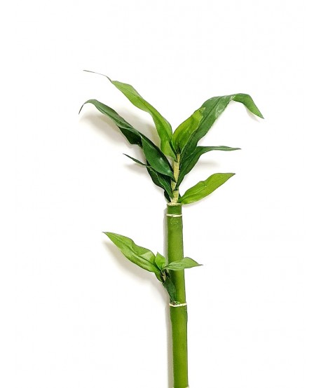 Bambú plástico d.1,1cm c/brote 120cm y raíces