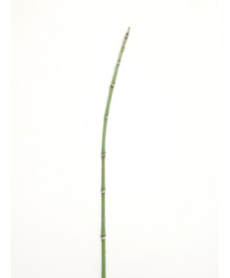 Bambú plástico d.0,5cm s/brote 115cm verde