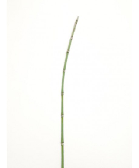 Caña bambú artificial d.0,5cm s/brote 115cm verde