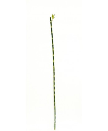 Bambú plástico d.1,2cm alambrada c/brote 110cm