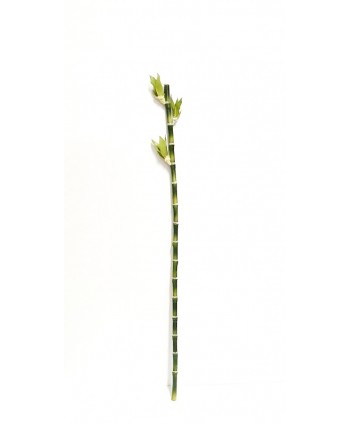 Bambú plástico d.1,2cm alambrada c/brote  70cm