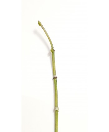 Bambú plástico d.1cm s/brote 150cm verde