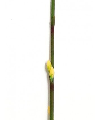 Bambú plástico d.0,5cm c/brote 100 cm amarillo verde