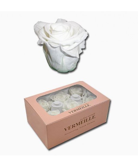 Caja  6 rosas preservadas cabeza d. 3,6-4,5cm blanca