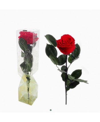 Rosa preservada c/tallo capullo d  4-4 5cm x 30cm envasada roja