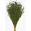 Lino grass seco 100gr 50cm verde