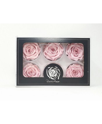 Caja  6 rosas preservadas cabeza d 5cm rosa pálido Roseamor