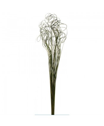 Curly willow 150cm verde -