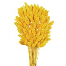 Phalaris seco 80cm amarillo intenso