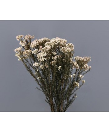 Rice flower preservada 200gr blanca