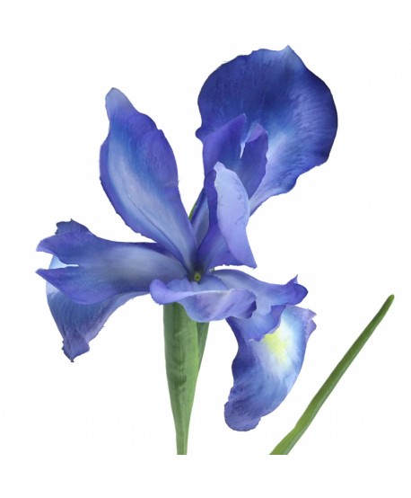 Iris 78cm azul