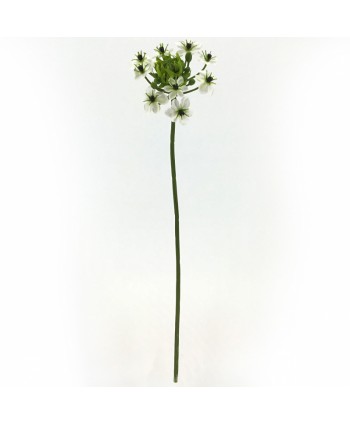 Ornitogalum blanco 64cm