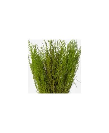 Stoebe preservado verde 30/50 150 gr