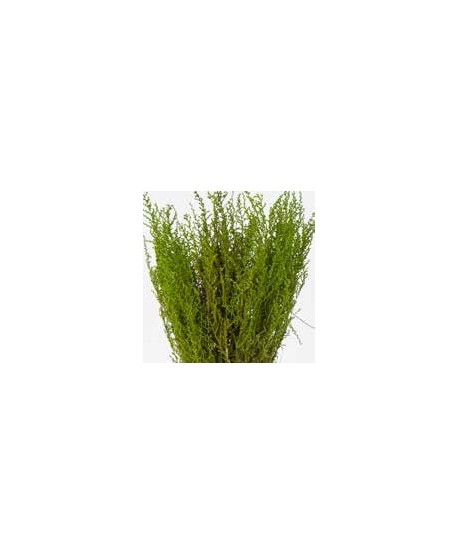 Stoebe preservado 30-50cm 150gr verde 