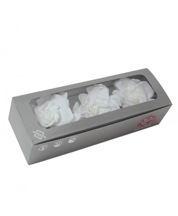 Caja 3 gardenia preservada cabeza  9cm blanca