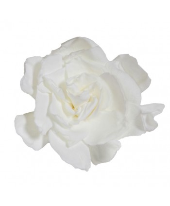 Caja 3 gardenia preservada cabeza  9cm blanca