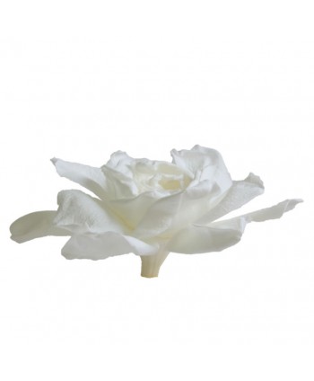 Caja 3 gardenia preservada cabeza  9cm blanca