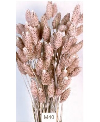 Phalaris seco 60cm rosa mate