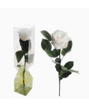 Rosa preservada c/tallo capullo d  4-4 5cm x 30cm envasada blanca