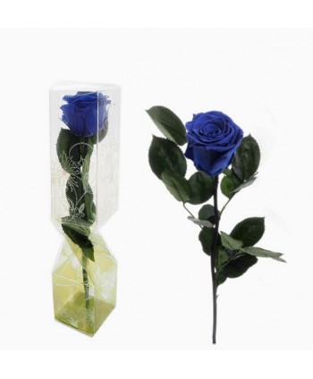 Rosa preservada c/tallo capullo d  4-4 5cm x 30cm envasada azul 