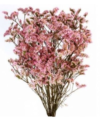 Limonio preservado sinensis 40-50cm rosa