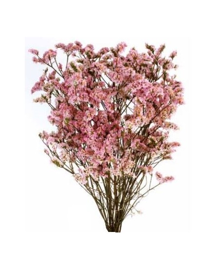 Limonio preservado sinesis 40-50cm rosa