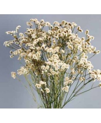 Limonio preservado sinensis 40-50cm blanco