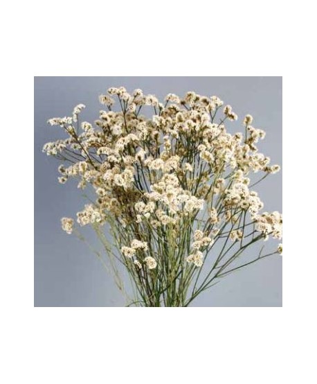 Limonio preservado sinesis 40-50cm blanco