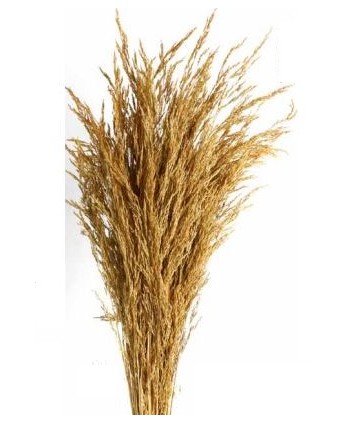 Hierba silvestre 70-80cm natural