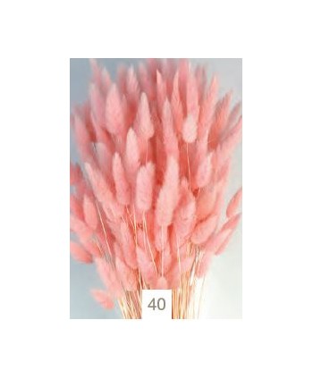 Lagurus seco 80g 60cm rosa malva
