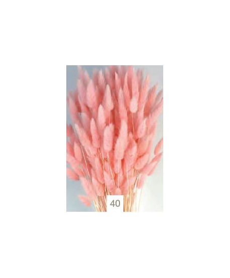 Lagurus seco 80g 60cm rosa