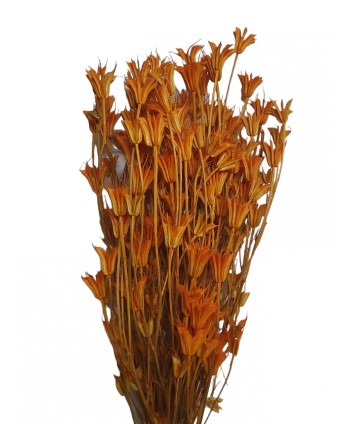 Nigella orientalis seca 100g 50cm caldera