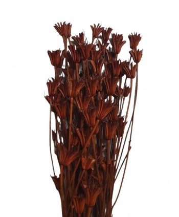 Nigella orientalis seca 100g 50cm marrón rojizo