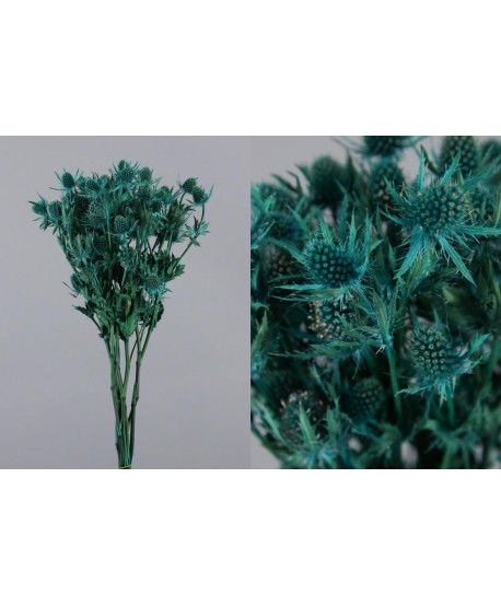 Eryngium preservado 40cm azul 