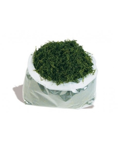 Musgo belén preservado 1 kg. verde