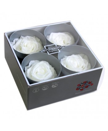 Caja  4 rosa preservada cabeza d 6 5-8cm blanca