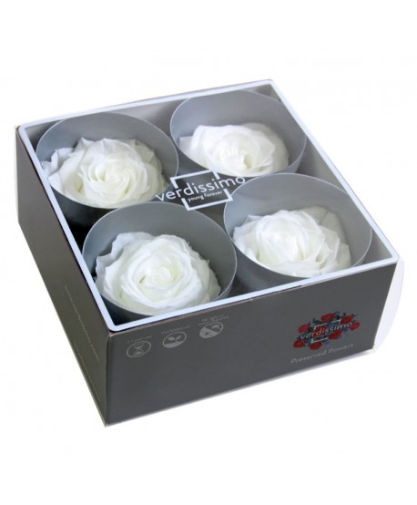 Caja  4 rosa preservada cabeza d.6,5-8cm blanca