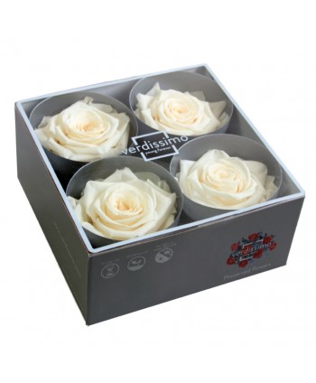 Caja  4 rosa preservada cabeza d 6 5-8cm champagne