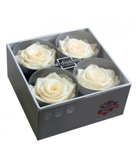 Caja  4 rosa preservada cabeza d.6,5-8cm champagne