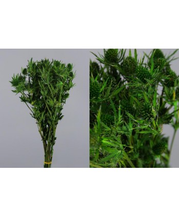 Eryngium preservado 40cm verde
