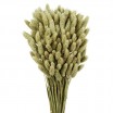 Phalaris seco 80cm natural