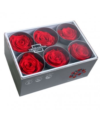 Caja  6 rosas preservadas cabeza d 5cm  rojo