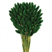 Phalaris seco 80cm verde caqui