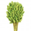 Phalaris seco 80cm verde pistacho