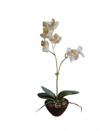 Maceta m12cm orquídea phalaenopsis látex blanca h 35cm tiesto negro
