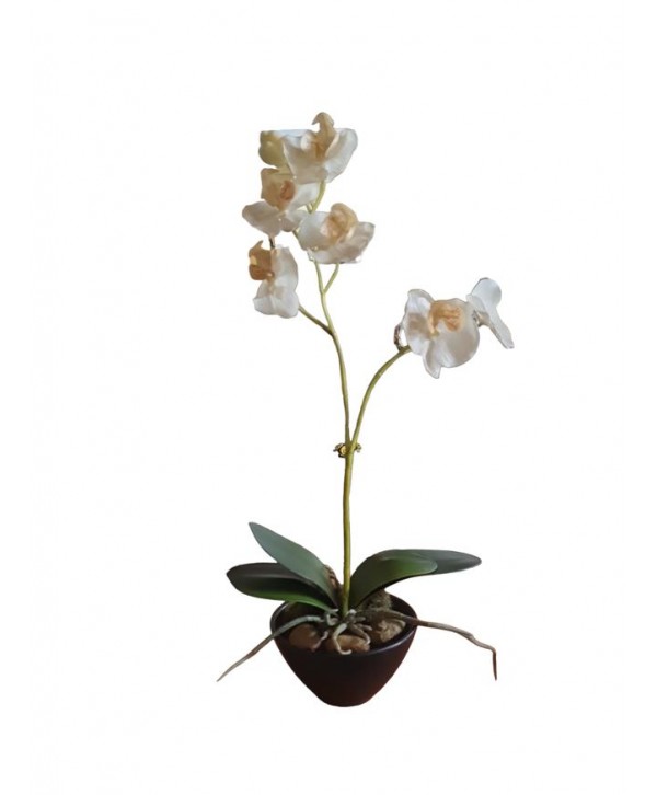 Maceta m12cm orquídea phalaenopsis látex blanca h 35cm tiesto negro